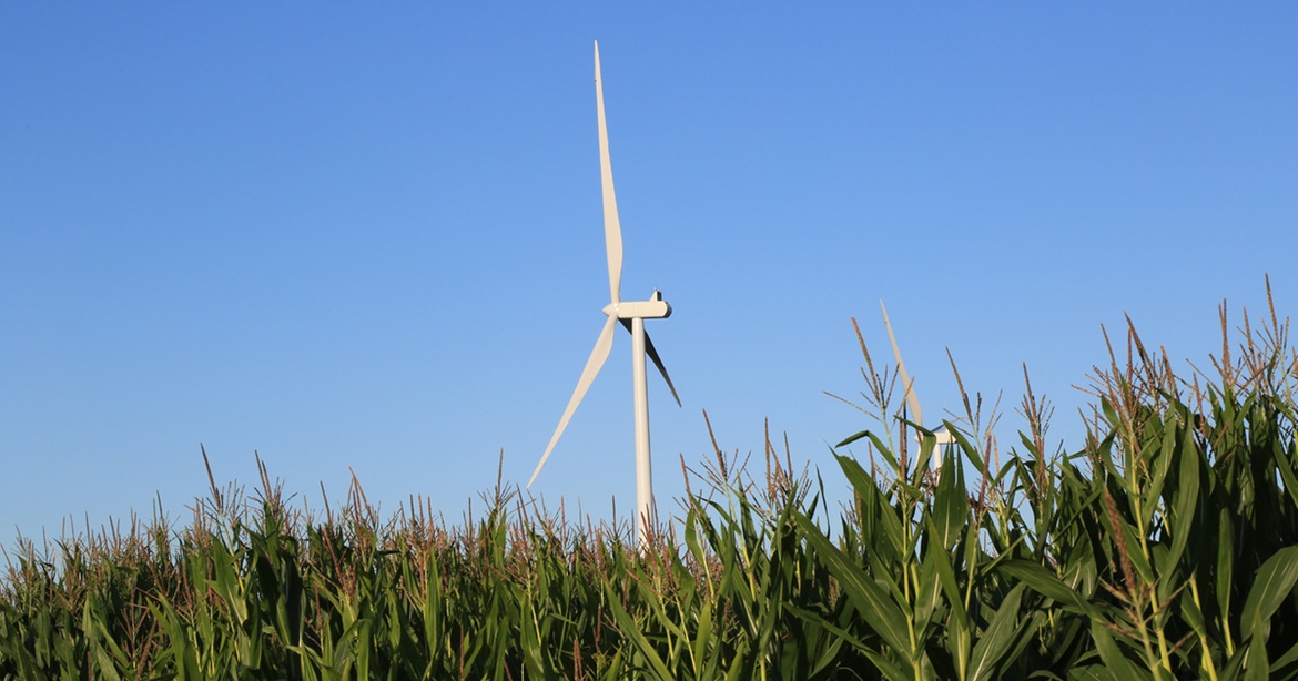 corn stalks against blue sky with wind turbine