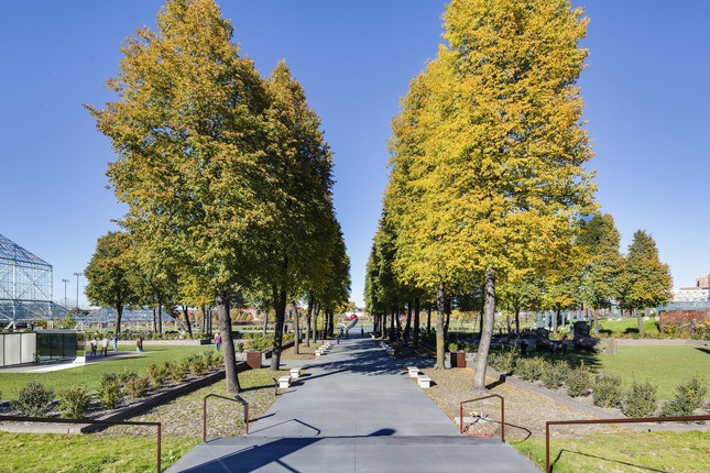 Minneapolis Sculpture Garden Tree lined sidewalk