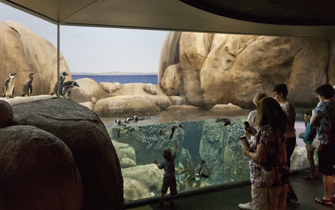 Minnesota Zoo Penguin exhibit with water viewing area